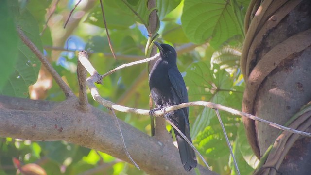 Blackish Cuckooshrike - ML399308781