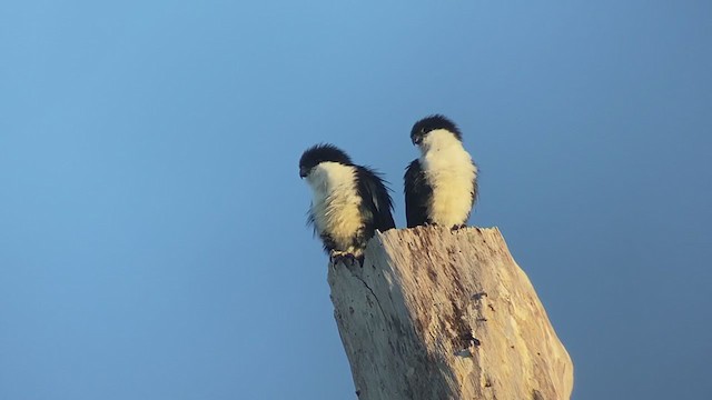 Philippine Falconet - ML399308791