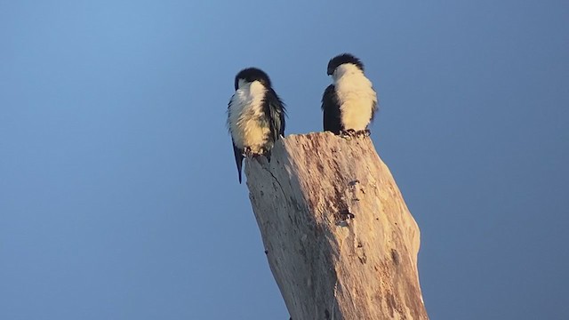 Philippine Falconet - ML399308811