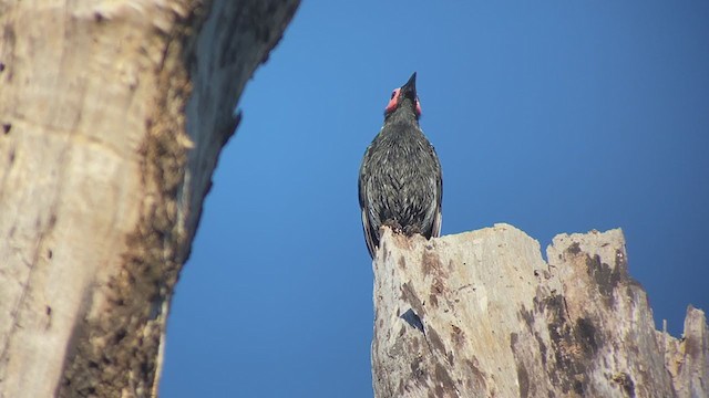 Coleto - ML399308881