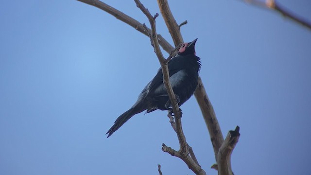 Coleto - ML399308891