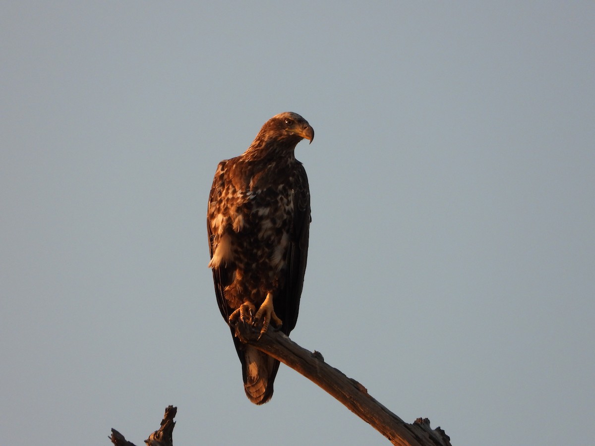 Bald Eagle - ML399309781