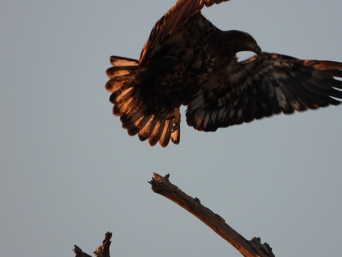 Bald Eagle - Malise Prieto