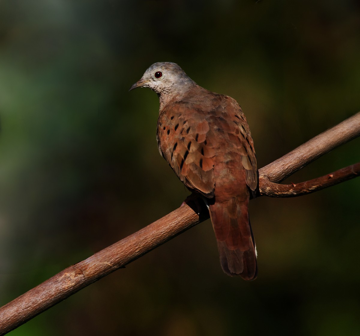 Ruddy Ground Dove - ML399310061