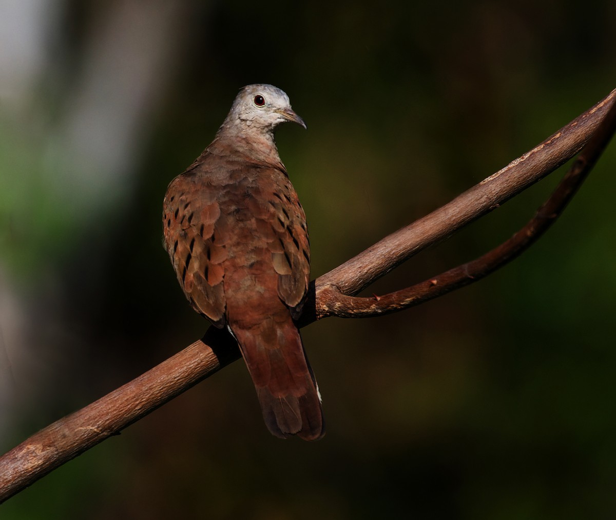 Ruddy Ground Dove - ML399310071