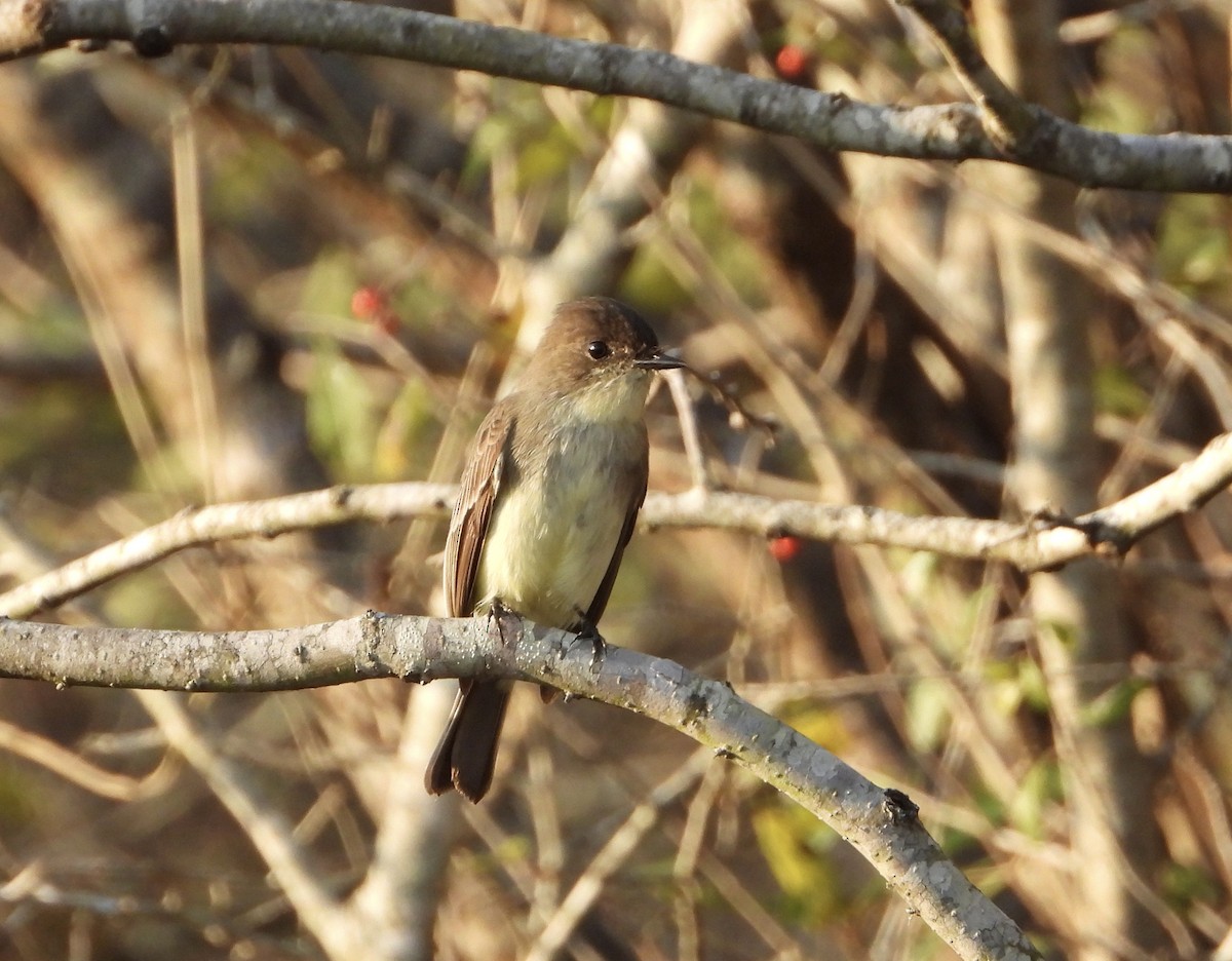 Eastern Phoebe - ML399310571