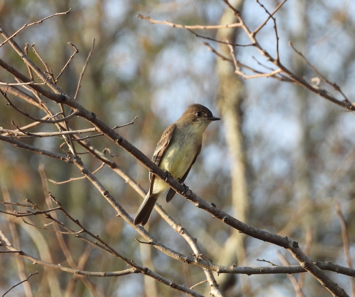 Eastern Phoebe - ML399310611