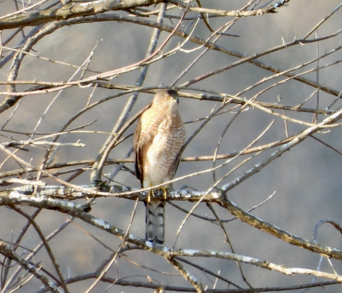 Cooper's Hawk - ML399310741