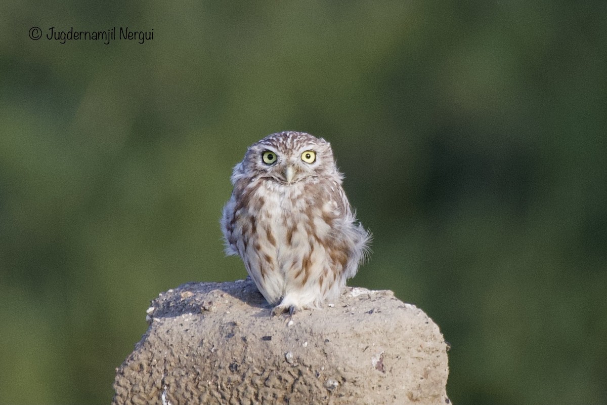 Little Owl - ML399310991