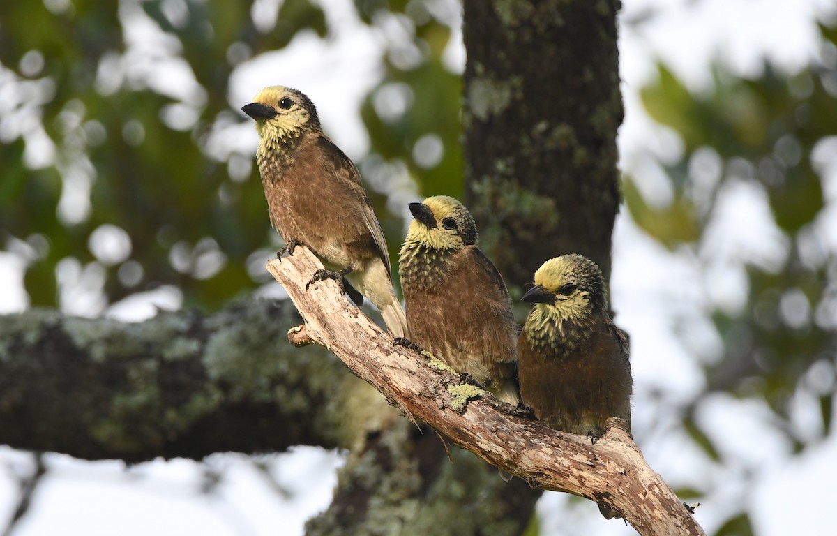 Strohkopf-Bartvogel - ML399311171