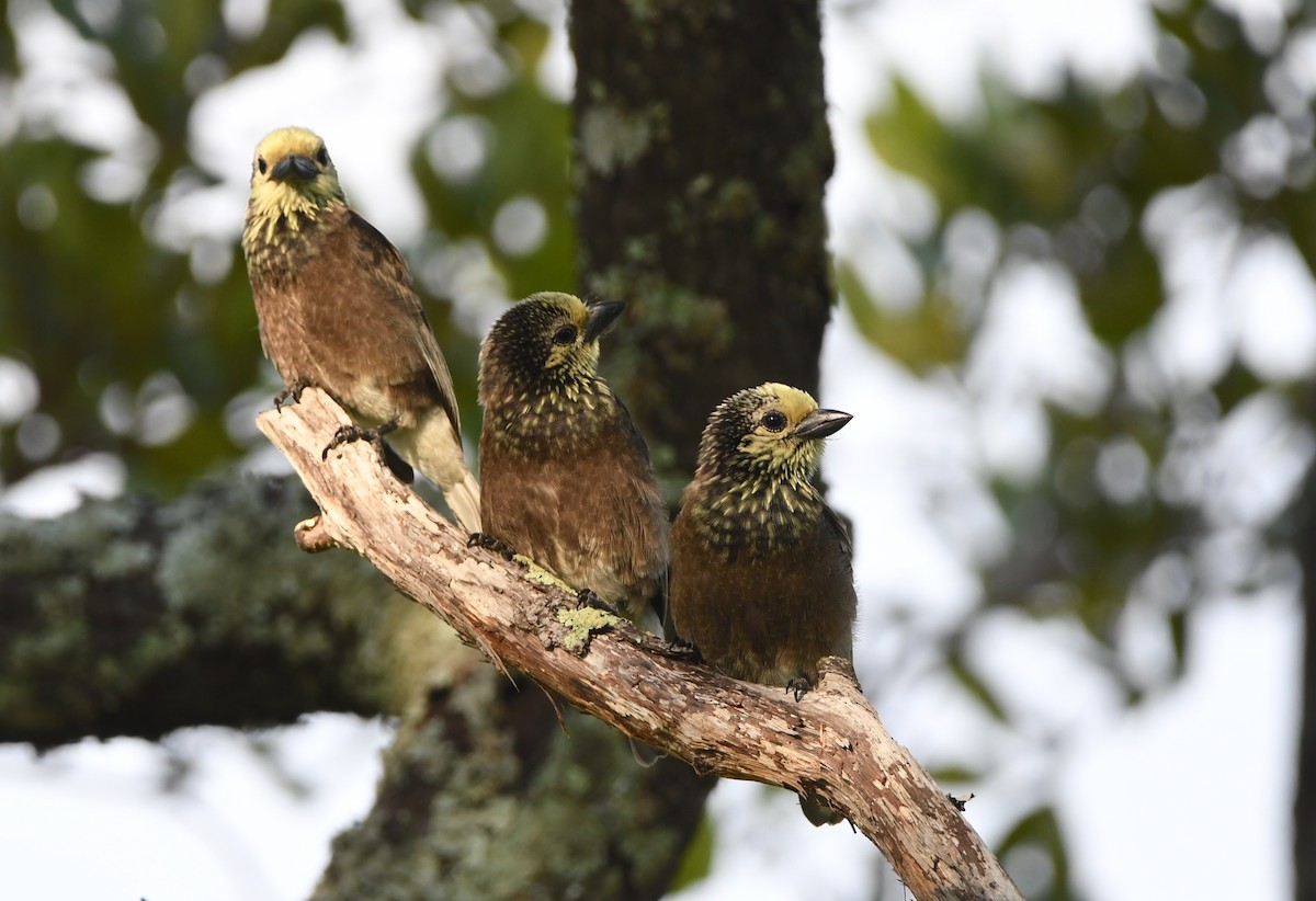 Sarı Kafalı Barbet - ML399311181