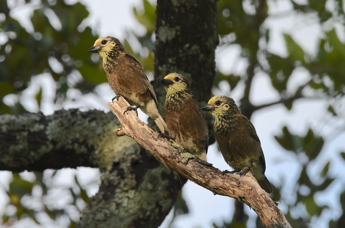 Sarı Kafalı Barbet - ML399311251