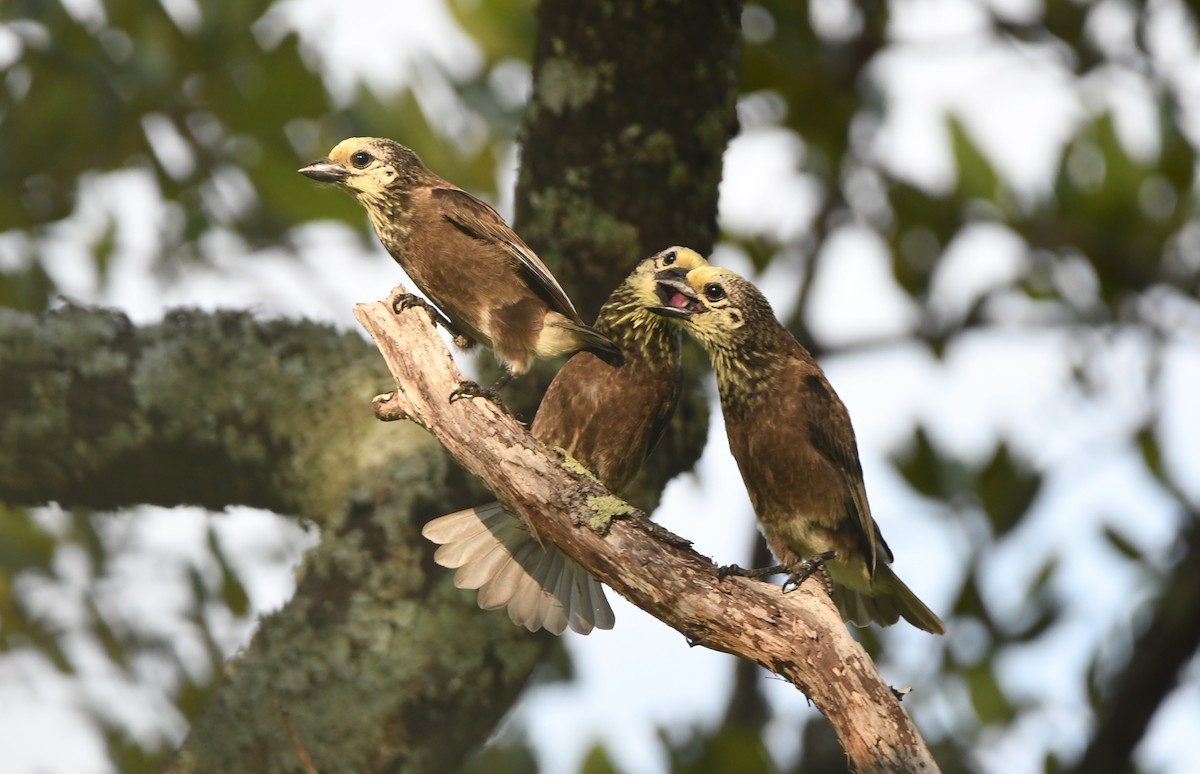 Strohkopf-Bartvogel - ML399311321