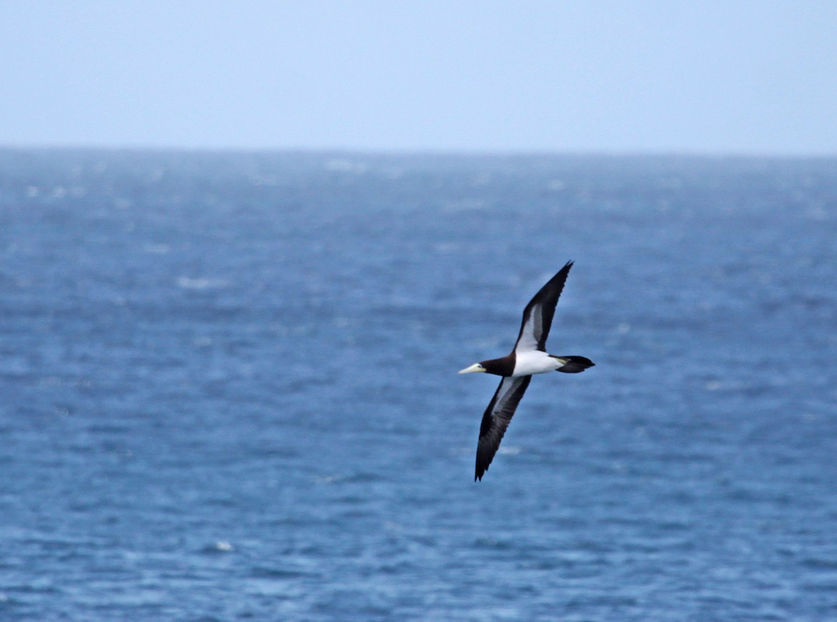Brown Booby - ML399313181