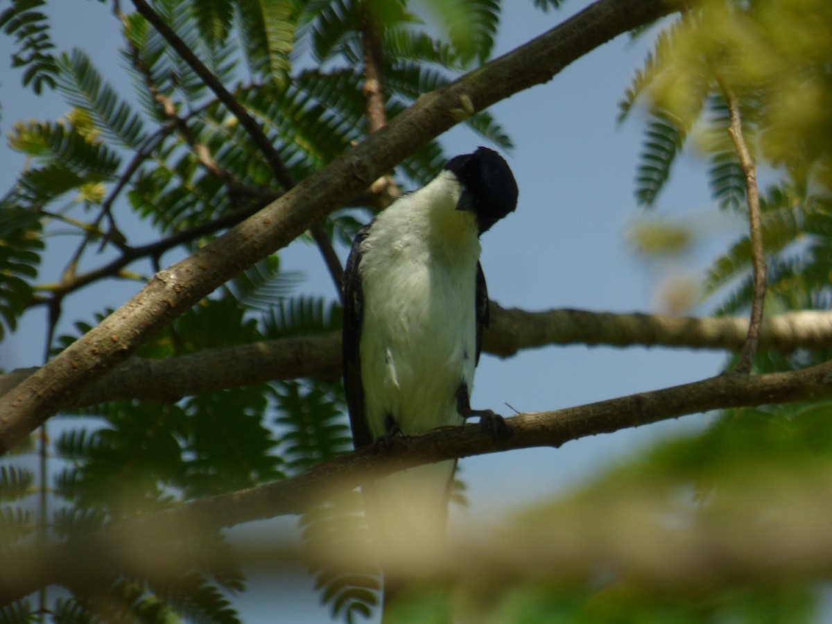 Restless Flycatcher - ML399314921