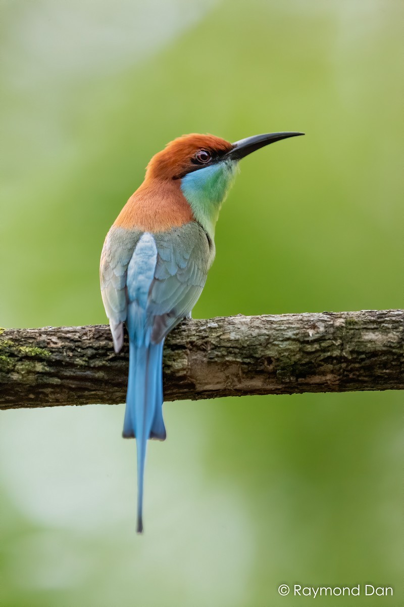 Rufous-crowned Bee-eater - ML399315701