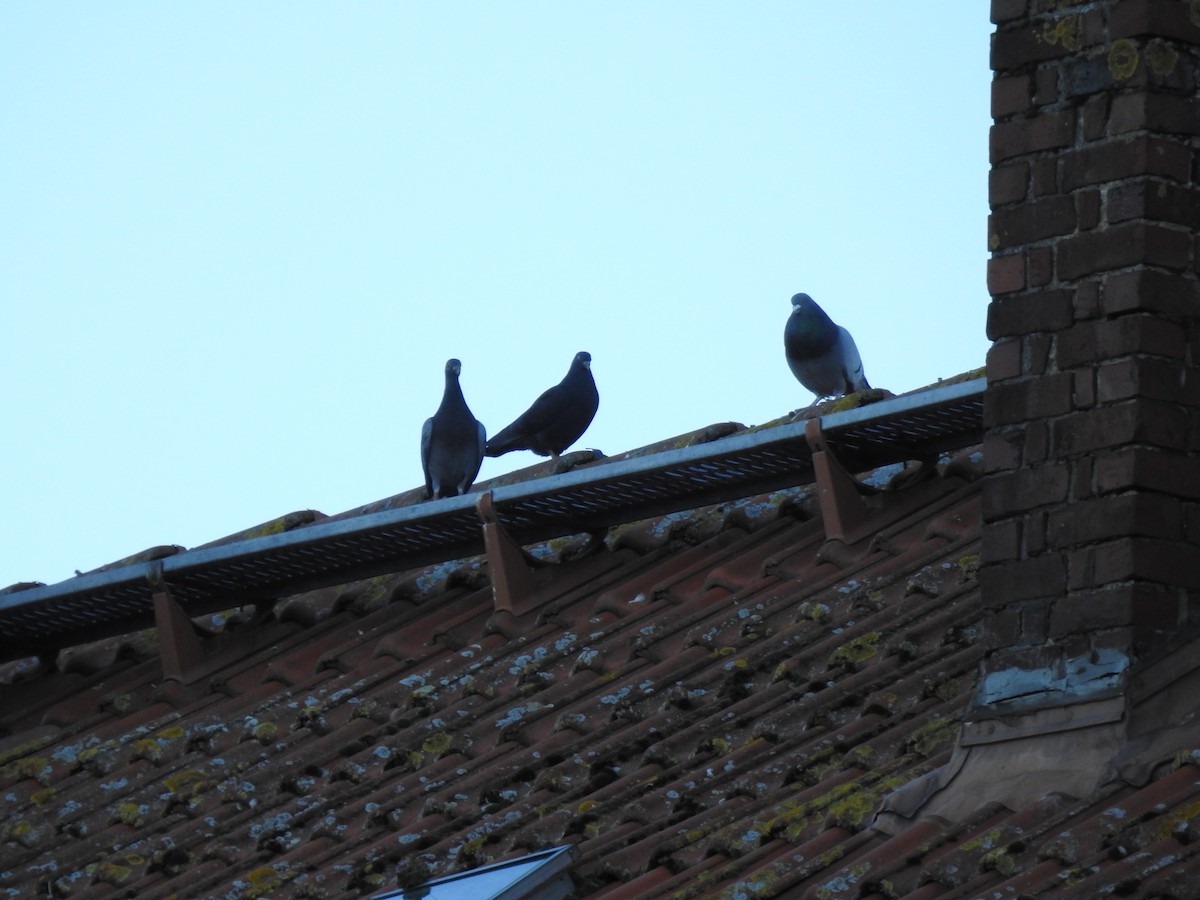 Rock Pigeon (Feral Pigeon) - ML399315851