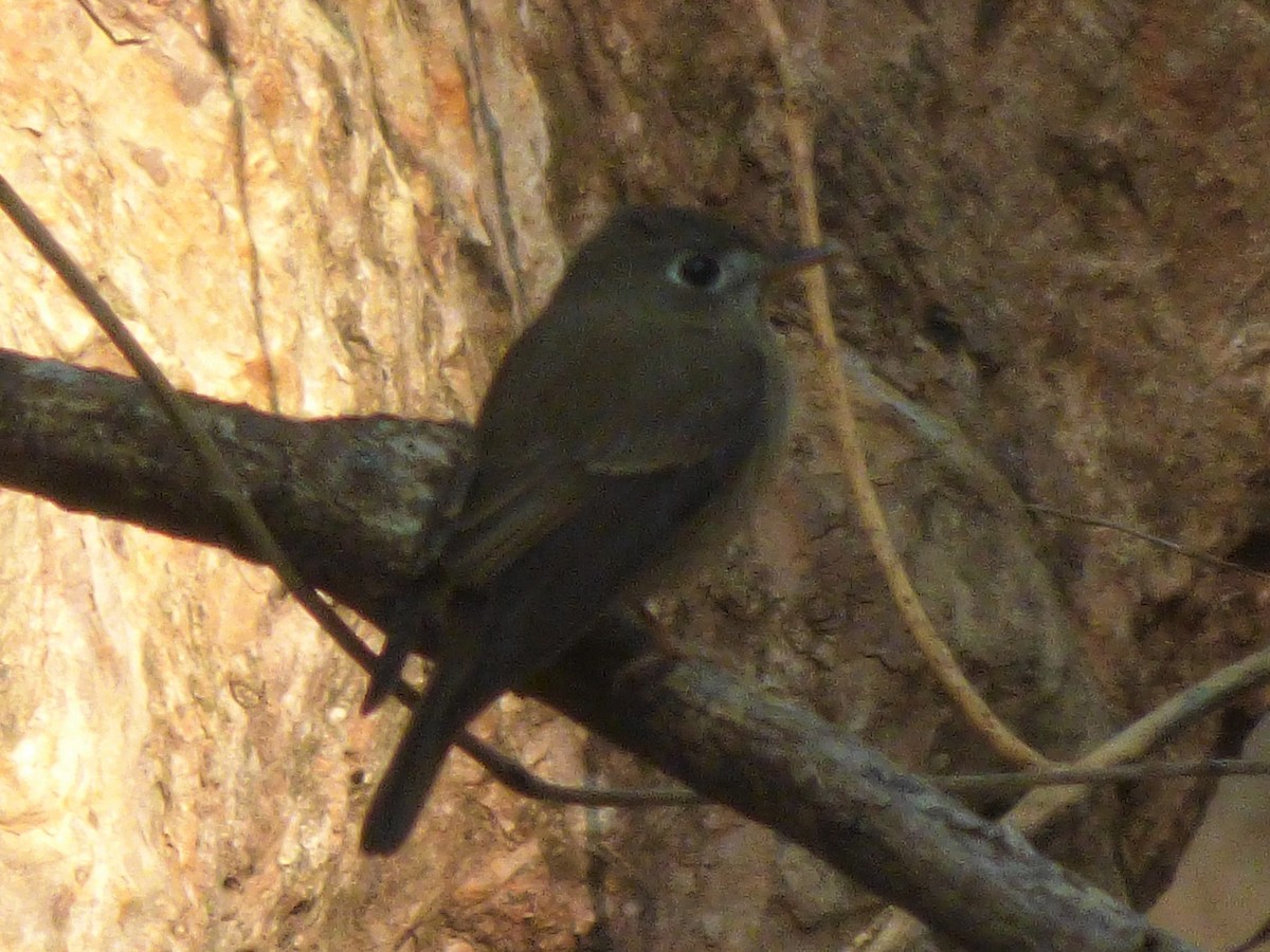 Brown-breasted Flycatcher - Ninad Raote