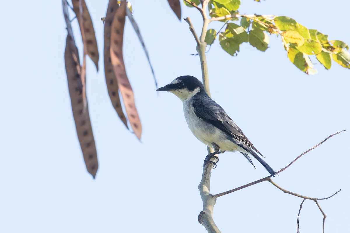 Minivet Ceniciento - ML399316271