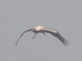 Painted Stork - ML399316741