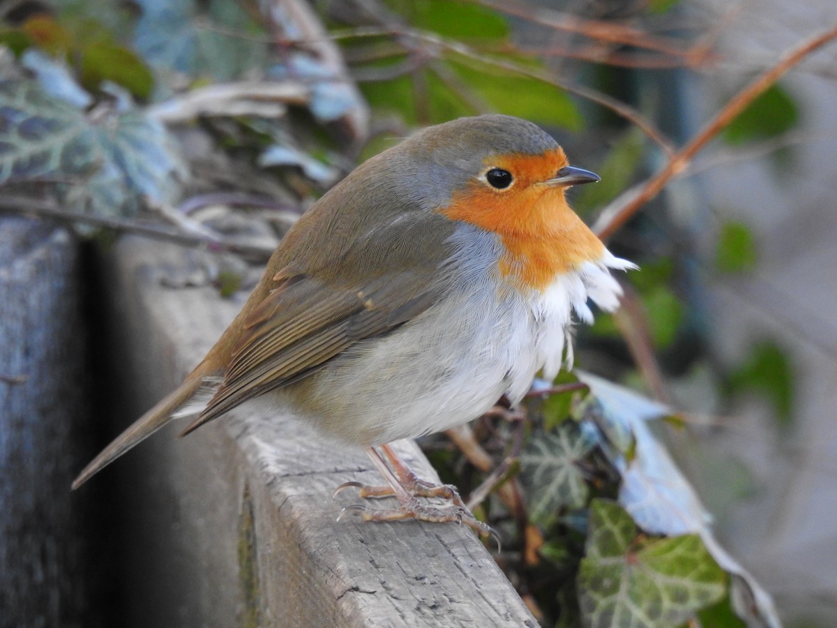 European Robin - Ana Paula Alminhana Maciel