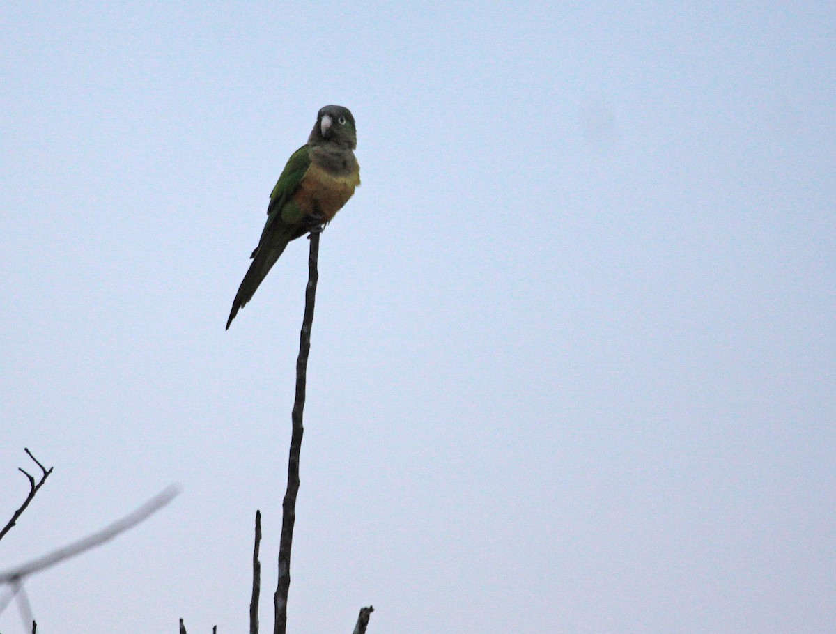 Cactus Parakeet - Ricardo Santamaria