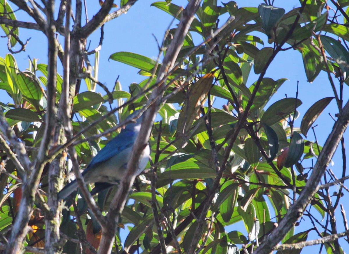 Azure-shouldered Tanager - ML399319591