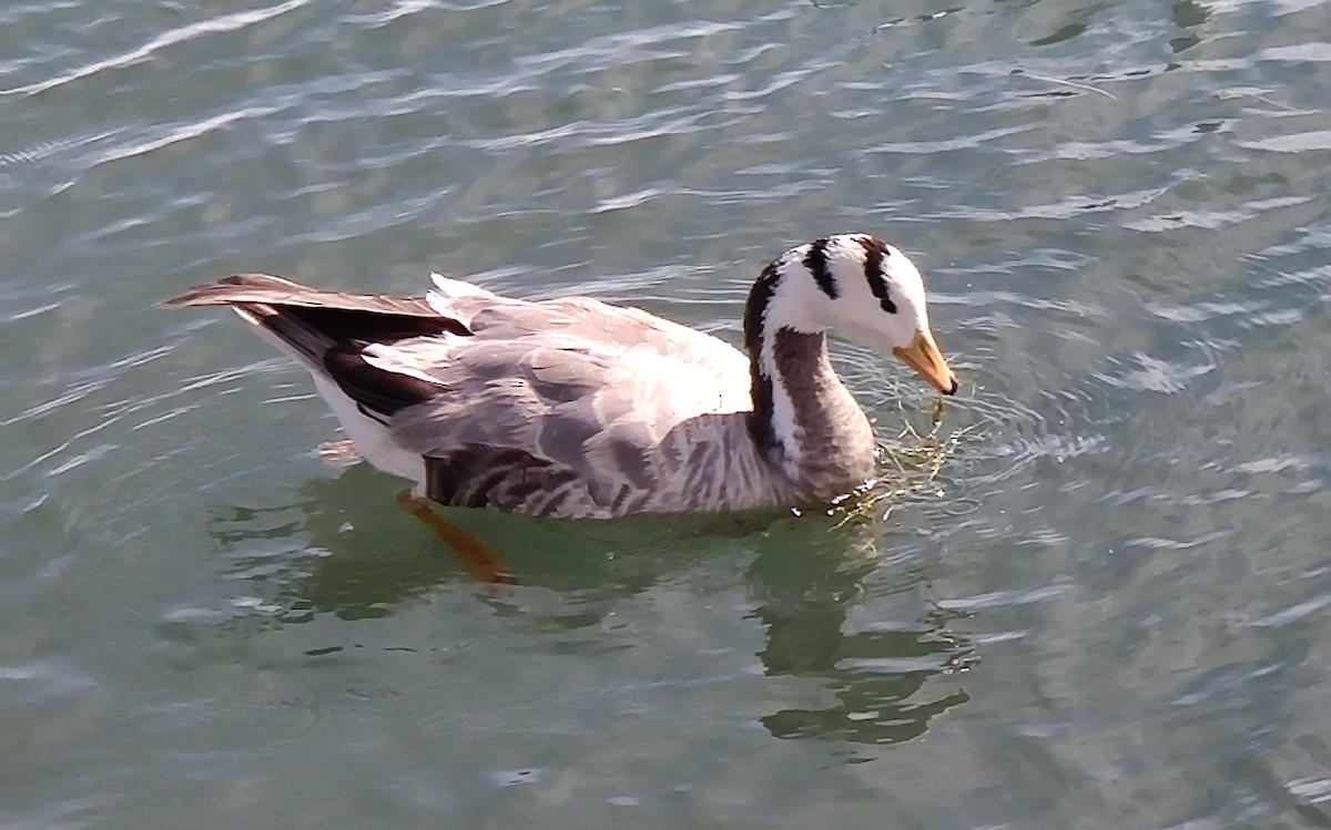 Bar-headed Goose - ML399320111