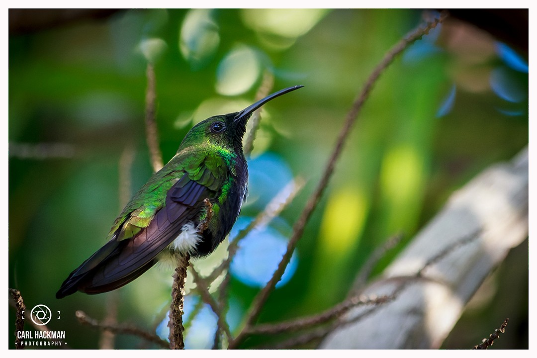 Hispaniolan Mango - ML399320901