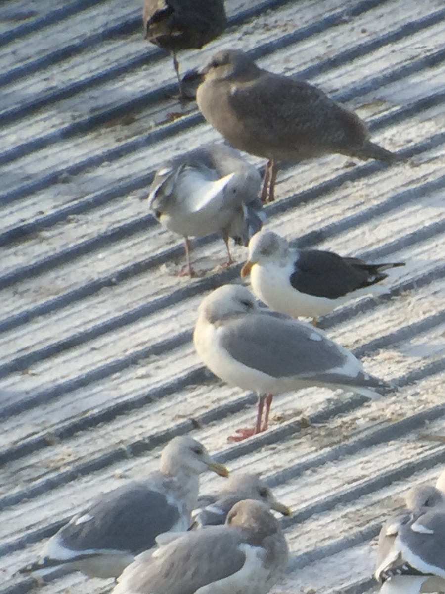 Lesser Black-backed Gull - ML399323121