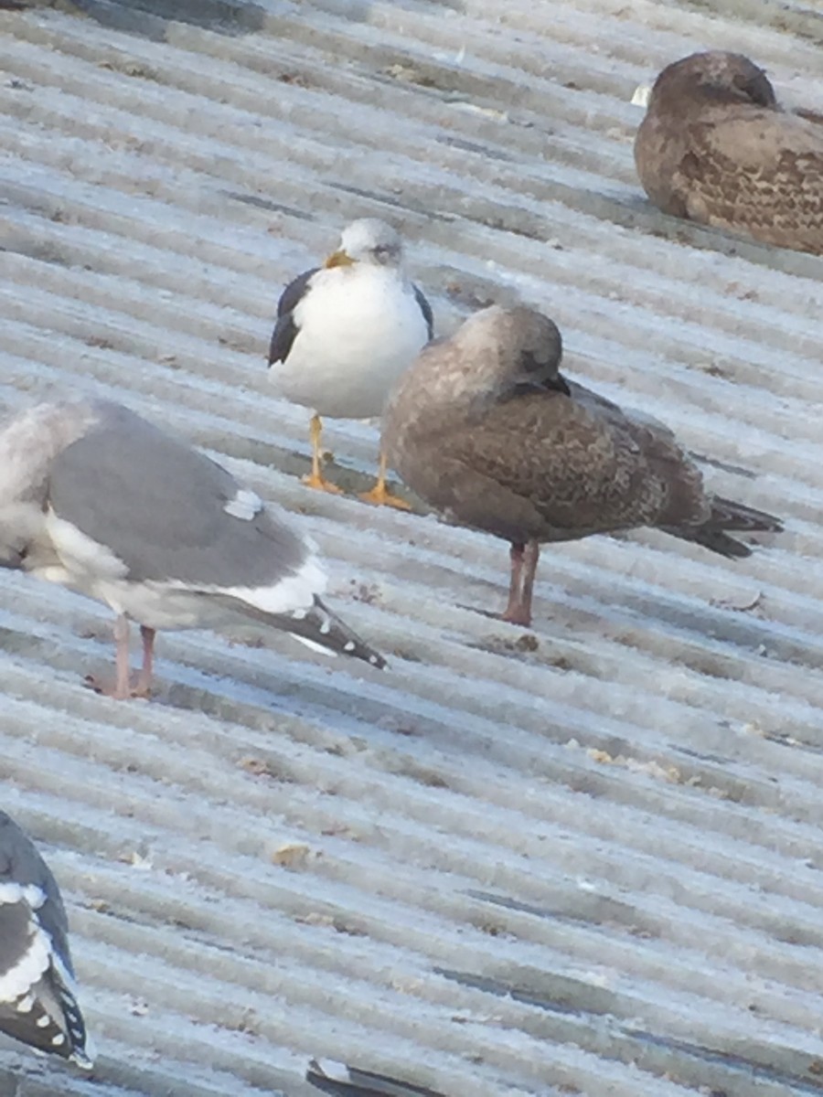 Lesser Black-backed Gull - ML399323191
