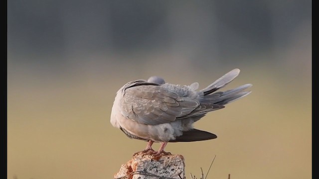 Eurasian Collared-Dove - ML399325951