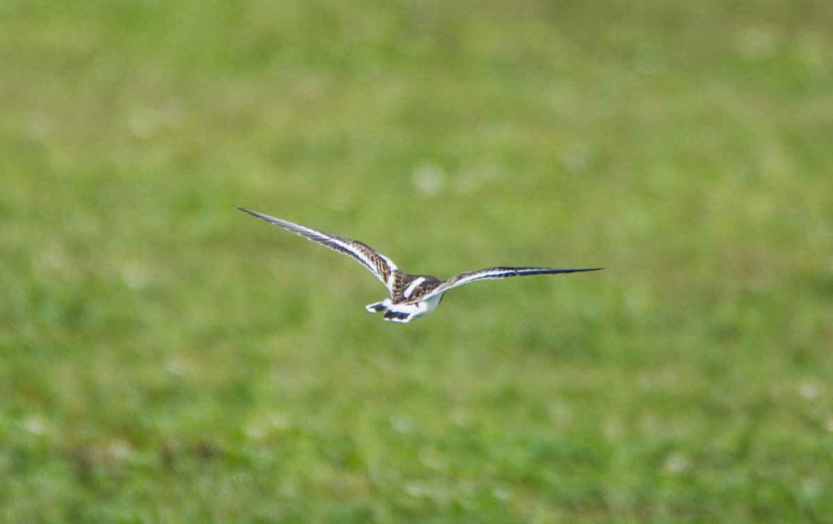 Ruddy Turnstone - ML399326131