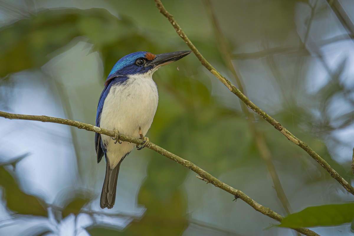 Rufous-lored Kingfisher - ML399326451