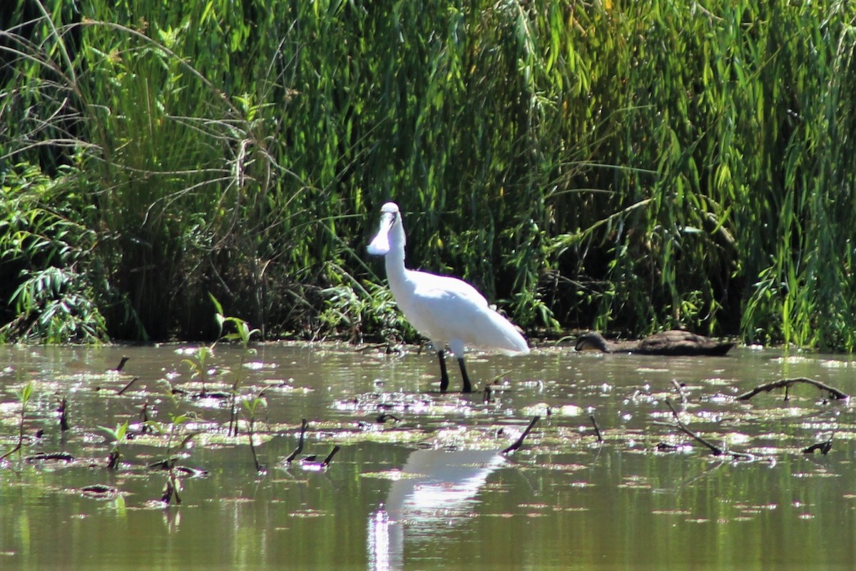 Royal Spoonbill - Leonie Beaulieu