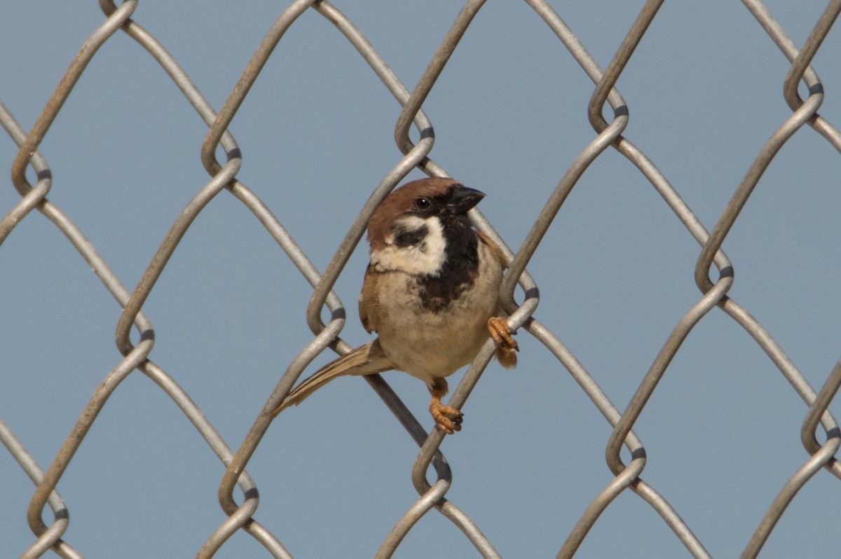 Eurasian Tree Sparrow - ML399327941