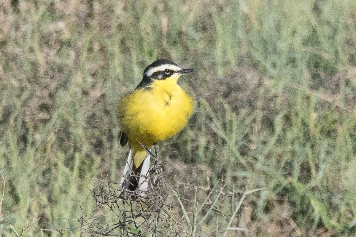 wagtail sp. - Raphaël Sané