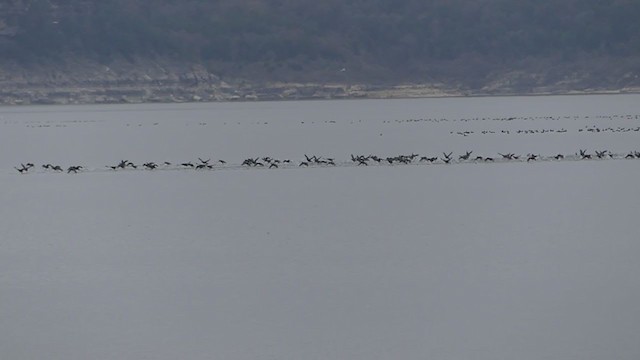 American Coot - ML399330161