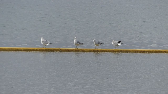 Ring-billed Gull - ML399330501