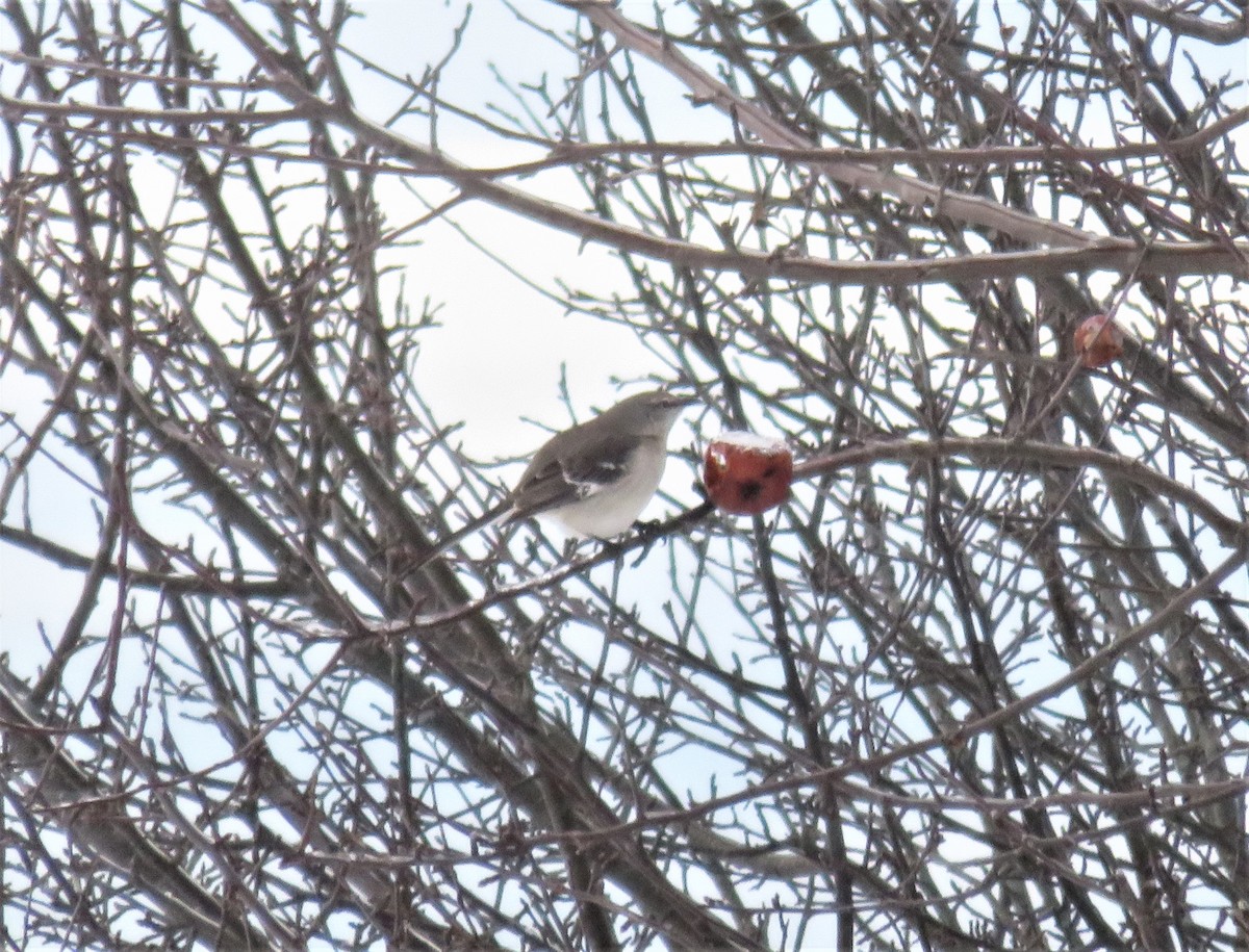 Northern Mockingbird - ML399330971