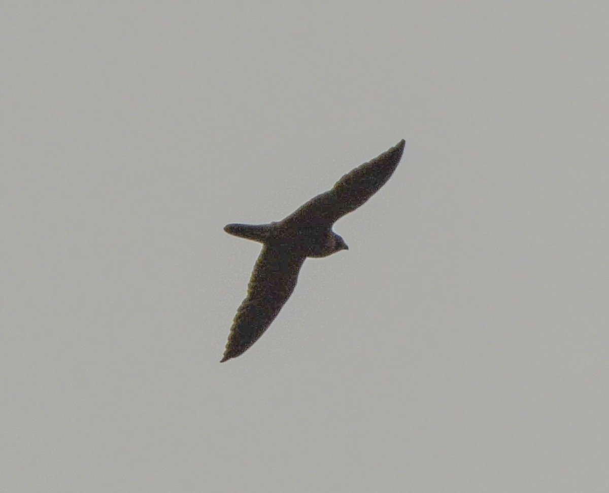 Peregrine Falcon (Shaheen) - SWARUP SAHA