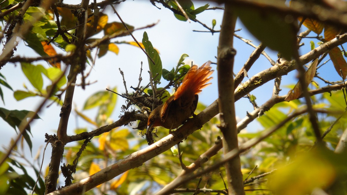 Orange-eyed Thornbird - ML399331601