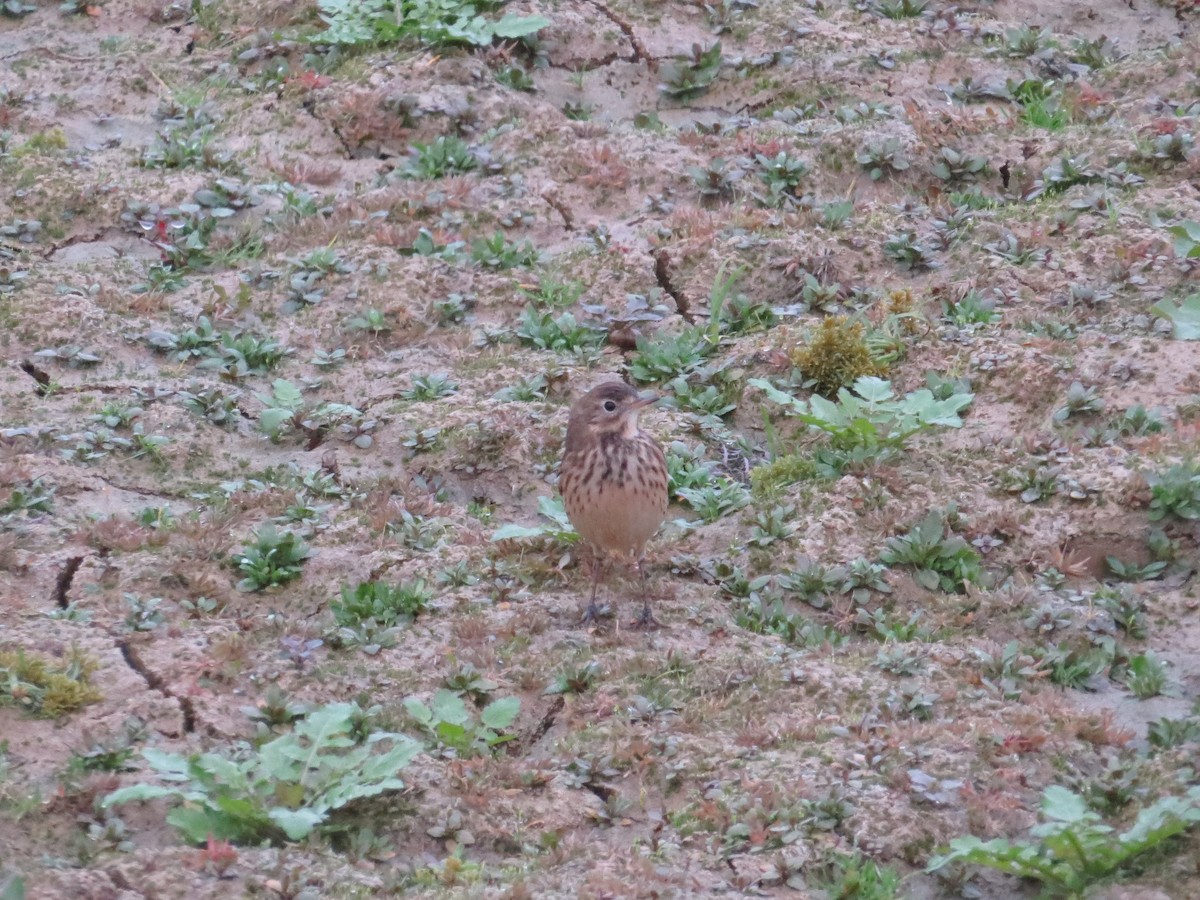 American Pipit - ML39933161