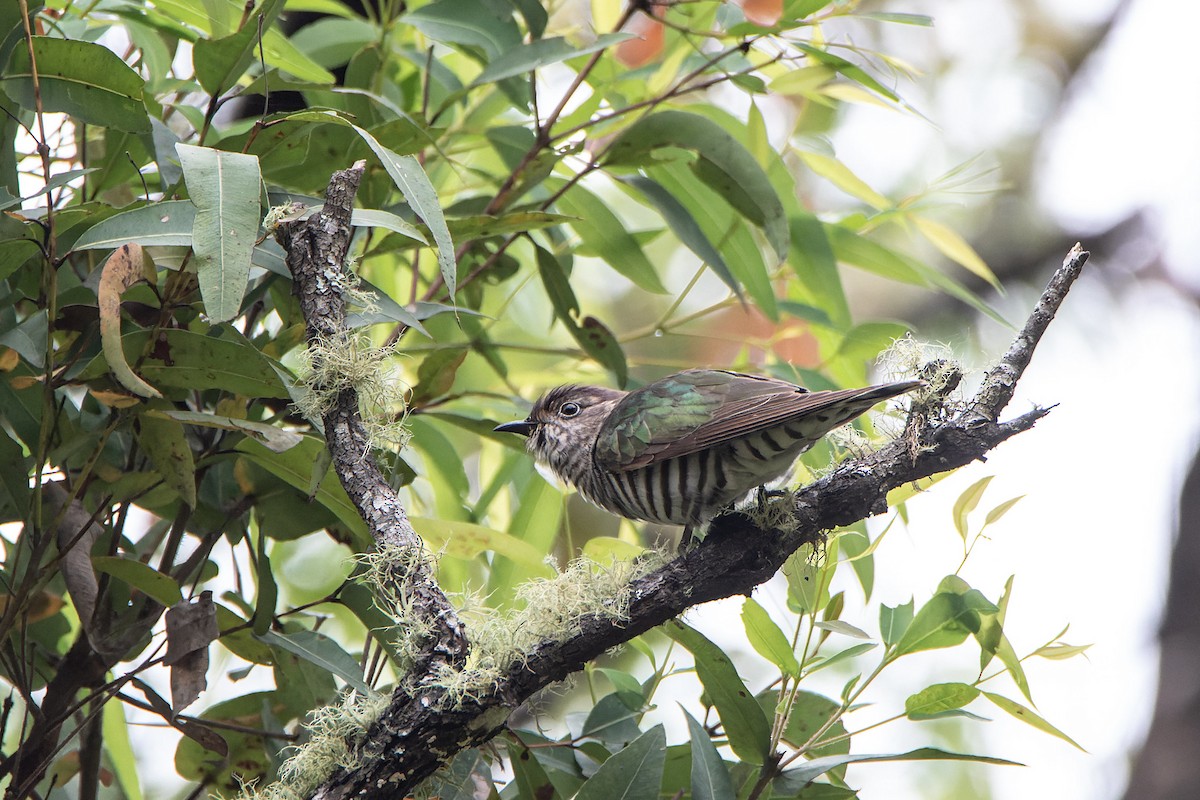 Shining Bronze-Cuckoo - ML399331971