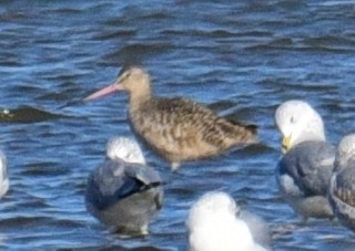 Marbled Godwit - Rick Cheicante
