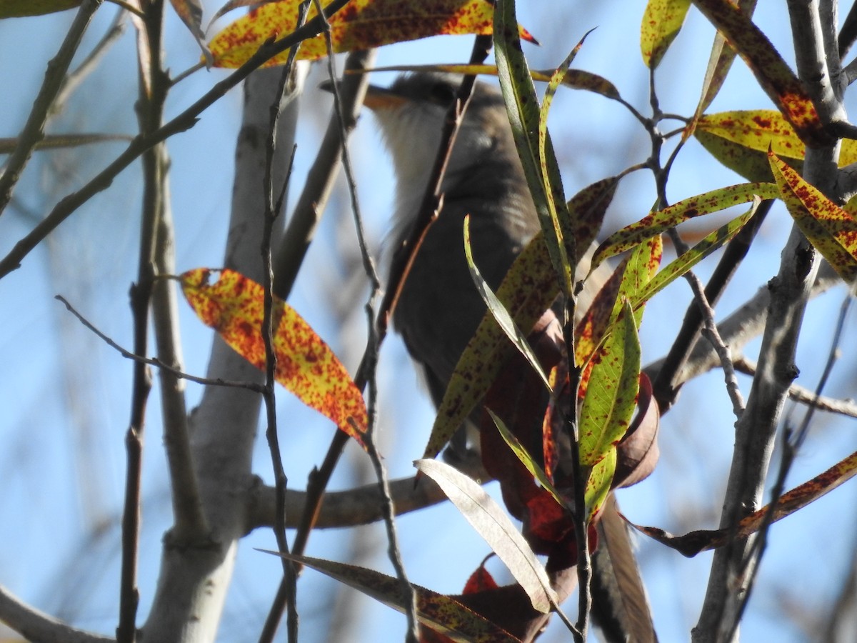 Yellow-billed Cuckoo - Shelley Appleton