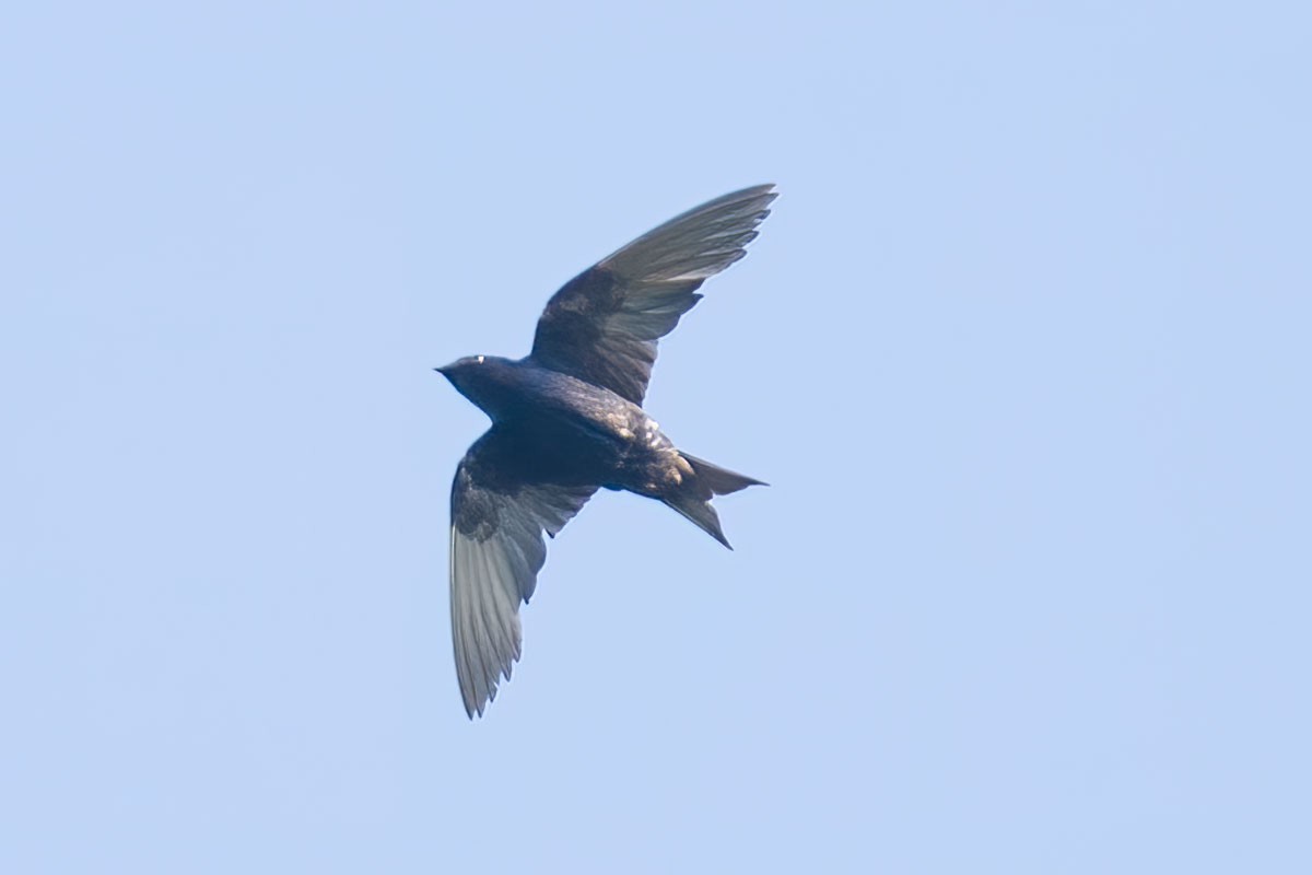 Purple Martin - ML399335141