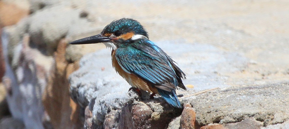 Common Kingfisher - ML399335811