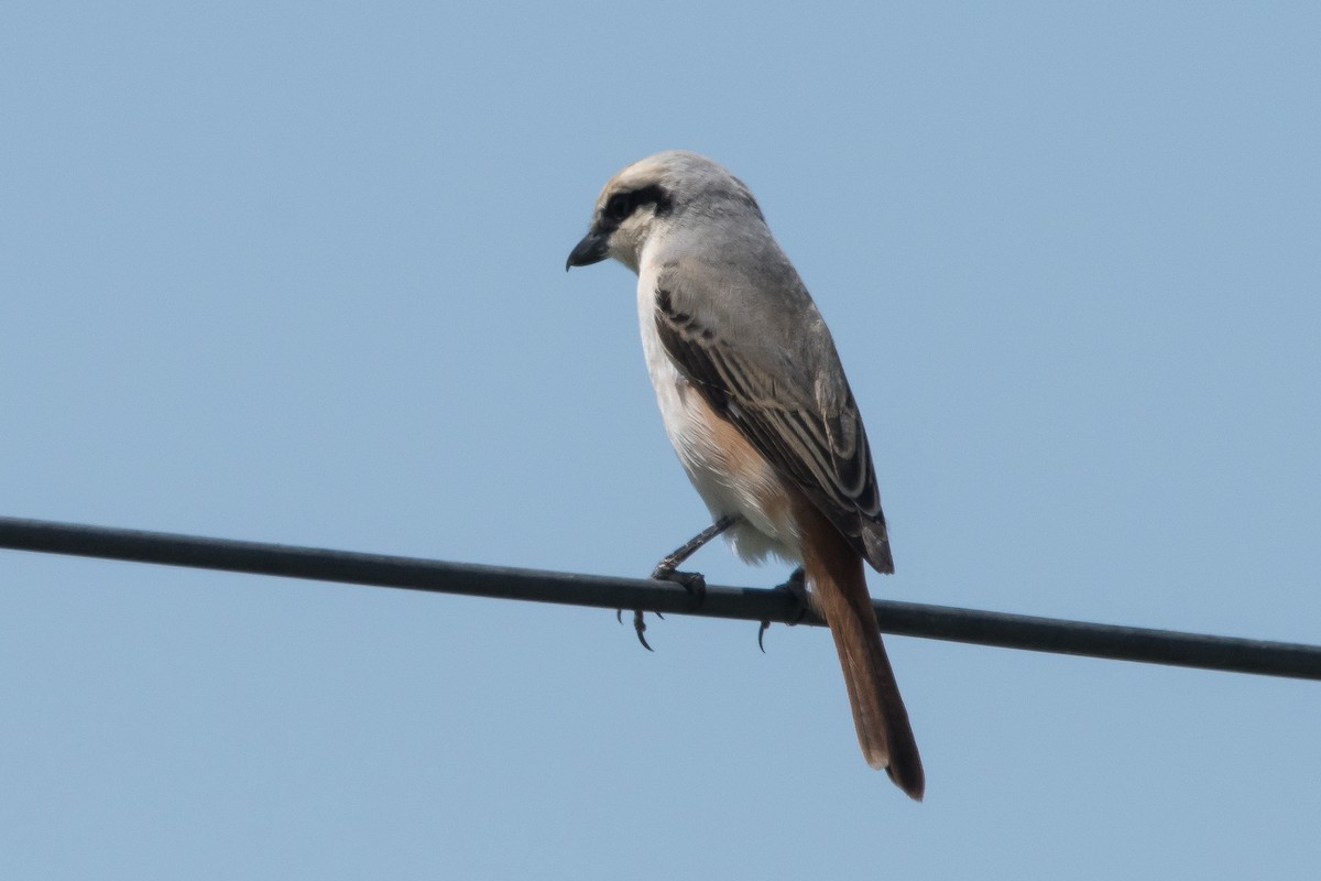 Red-tailed Shrike - ML399336061