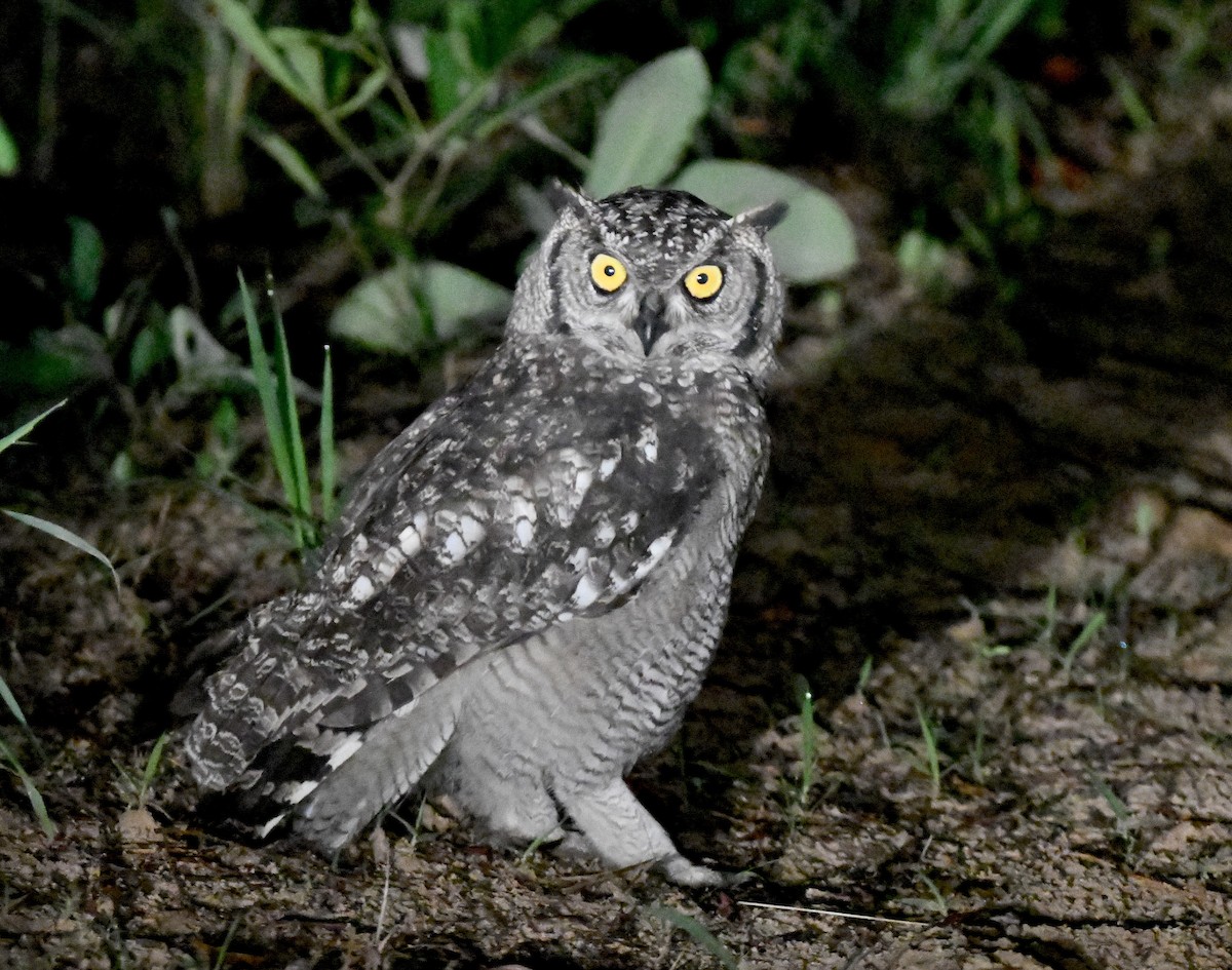 Spotted Eagle-Owl - Gabriel Jamie